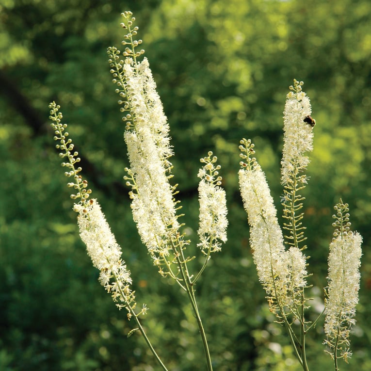 Black Cohosh